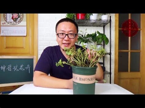 夢見盆栽植物